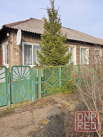 Ель живая. Ёлка. Макеевка - изображение 2