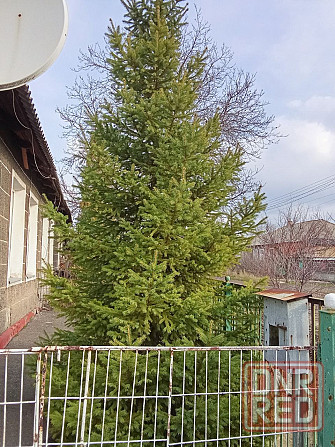 Ель живая. Ёлка. Макеевка - изображение 1