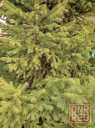 Ель живая. Ёлка. Макеевка - изображение 4