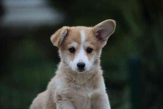 Щенки вельш корги пемброк питомник Telman Haus Донецк