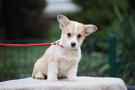 Щенки вельш корги пемброк питомник Telman Haus Донецк