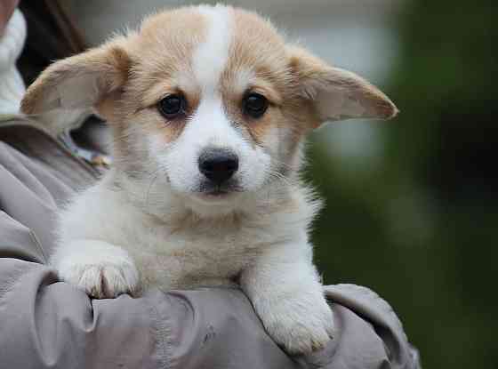 Щенки вельш корги пемброк питомник Telman Haus Донецк