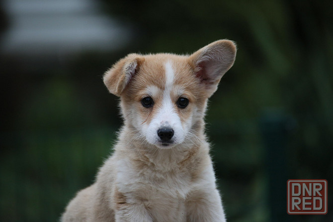 Щенки вельш корги пемброк питомник Telman Haus Донецк - изображение 3