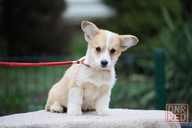 Щенки вельш корги пемброк питомник Telman Haus Донецк - изображение 1