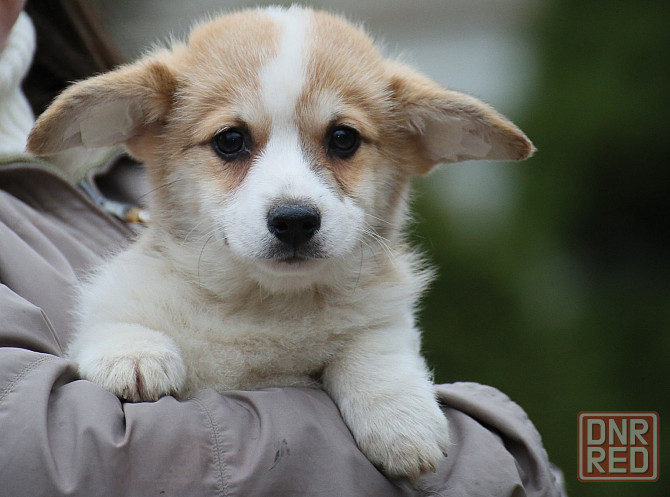 Щенки вельш корги пемброк питомник Telman Haus Донецк - изображение 2