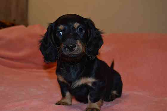 Продаются щенки таксы Мариуполь