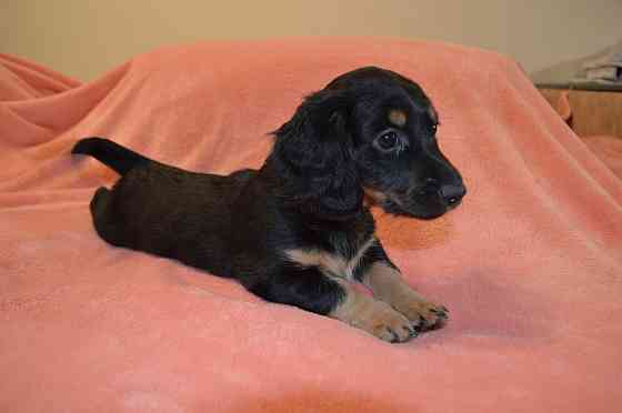 Продаются щенки таксы Мариуполь