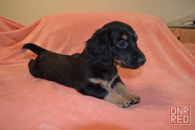 Продаются щенки таксы Мариуполь - изображение 2