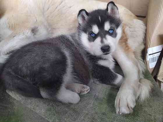 Щенок хаски Донецк