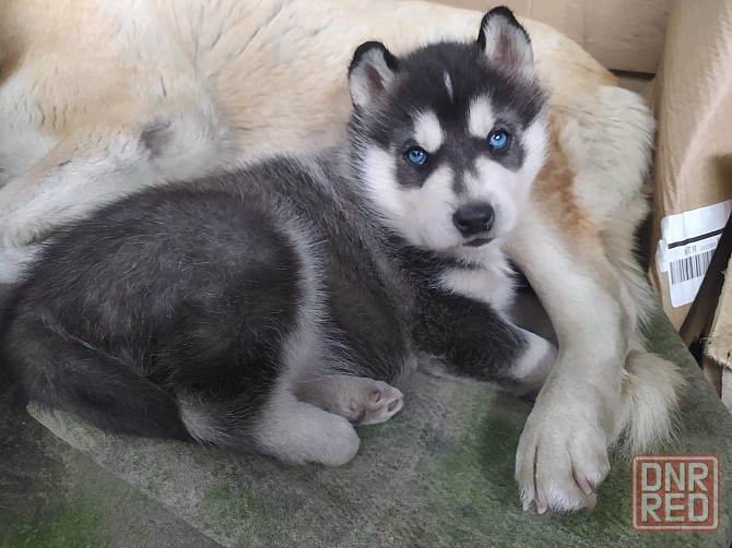 Щенок хаски Донецк - изображение 1