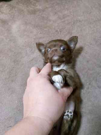 Щенки чихуахуа Горловка