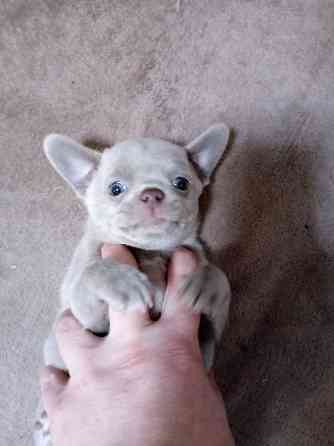 Щенки чихуахуа Горловка