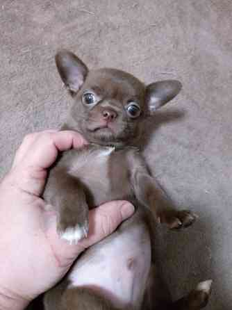 Щенки чихуахуа Горловка