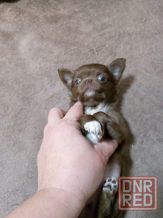 Щенки чихуахуа Горловка - изображение 2