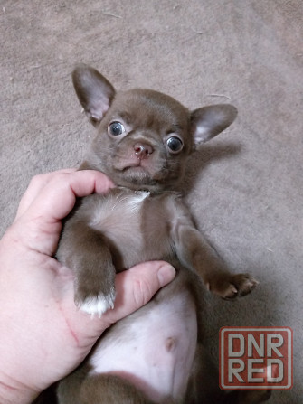 Щенки чихуахуа Горловка - изображение 3