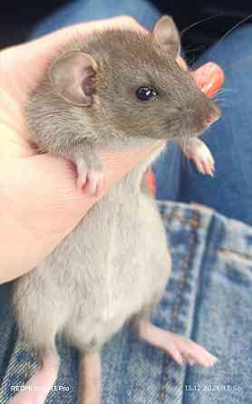 Мальчик Дамбо Макеевка