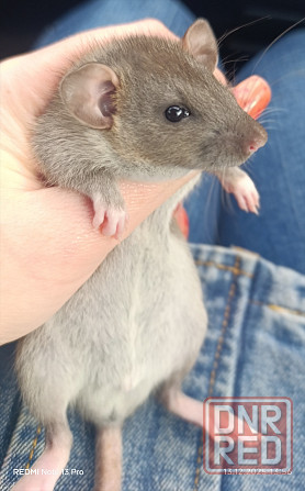 Мальчик Дамбо Макеевка - изображение 1