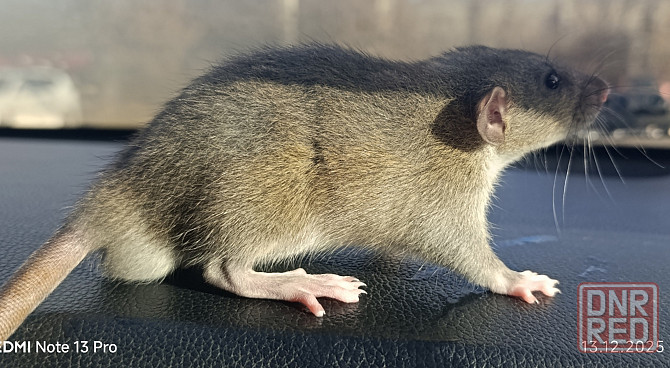 Мальчик Дамбо Макеевка - изображение 2