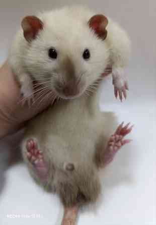 Дамбо. Ушастые детки Макеевка