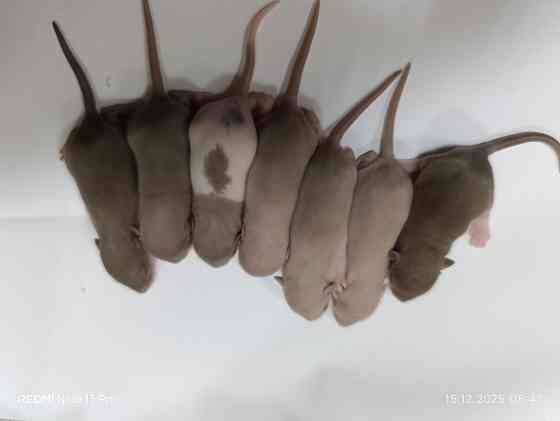 Дамбо. Ушастые детки Макеевка