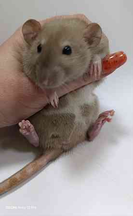 Дамбо. Ушастые детки Макеевка