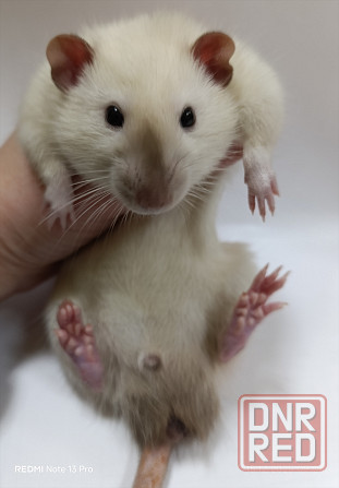 Дамбо. Ушастые детки Макеевка - изображение 3