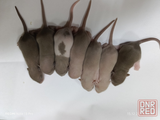 Дамбо. Ушастые детки Макеевка - изображение 1