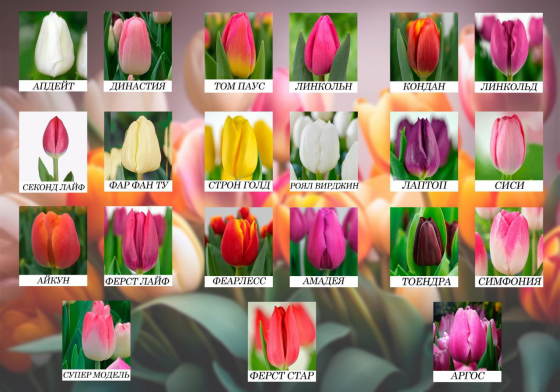 продажа тюльпанов оптом к 8 марта, донецк, днр Донецк