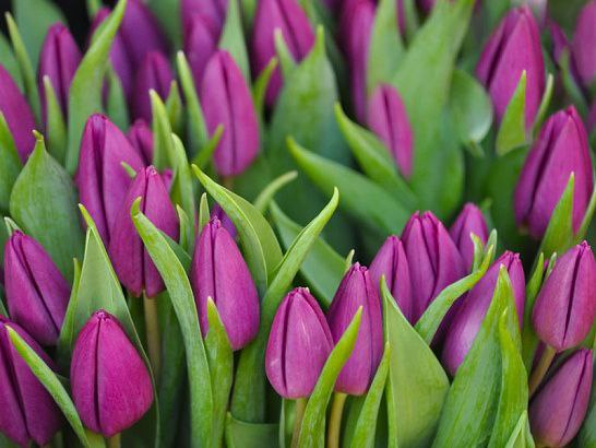 продажа тюльпанов оптом к 8 марта, донецк, днр Донецк