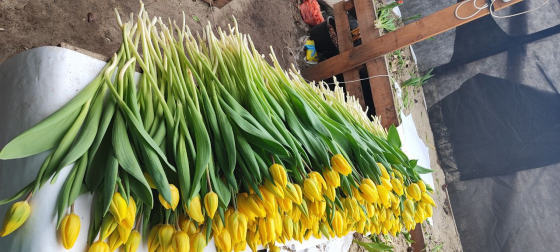 продажа тюльпанов оптом к 8 марта, донецк, днр Донецк