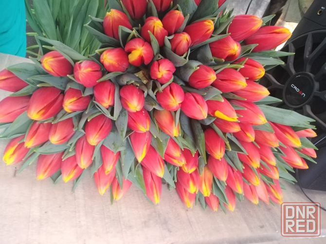продажа тюльпанов оптом к 8 марта, донецк, днр Донецк - изображение 3