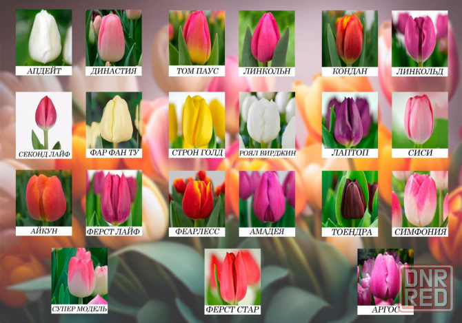 продажа тюльпанов оптом к 8 марта, донецк, днр Донецк - изображение 1