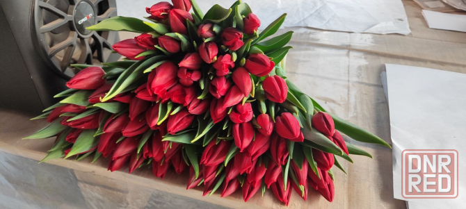 продажа тюльпанов оптом к 8 марта, донецк, днр Донецк - изображение 7