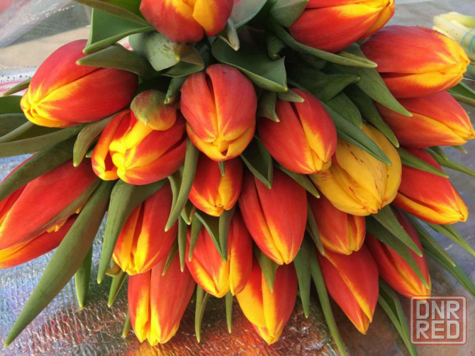 продажа тюльпанов оптом к 8 марта, донецк, днр Донецк - изображение 5