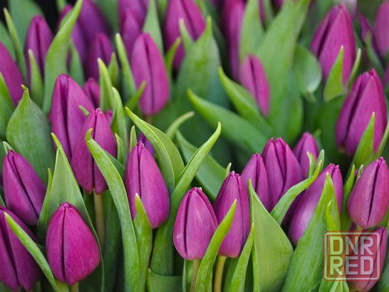 продажа тюльпанов оптом к 8 марта, донецк, днр Донецк - изображение 4