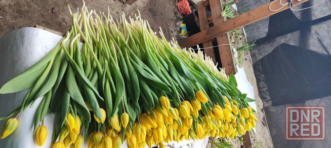 продажа тюльпанов оптом к 8 марта, донецк, днр Донецк - изображение 6