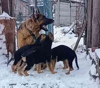 Щенок немецкая овчарка остался 1 мальчик и девочка Чепрачный Макеевка