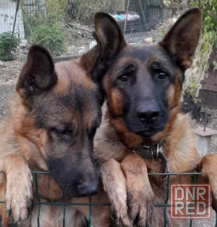 Щенок немецкая овчарка остался 1 мальчик и девочка Чепрачный Макеевка - изображение 1