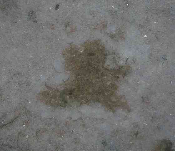 Para Siente" unidos para musica Донецк