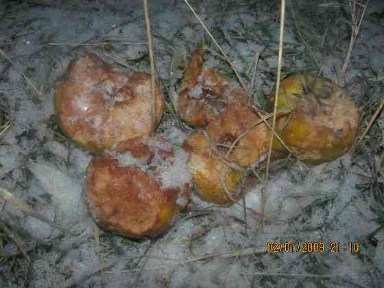 Ешо чеченцы бережно с Авто Донецк