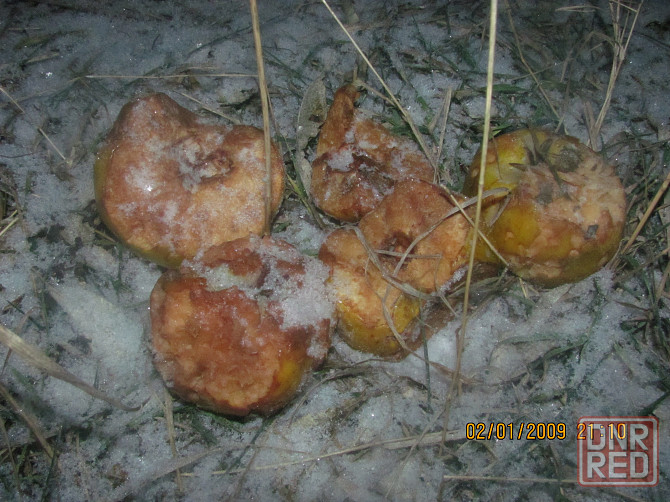 Ешо чеченцы бережно с Авто Донецк - изображение 1