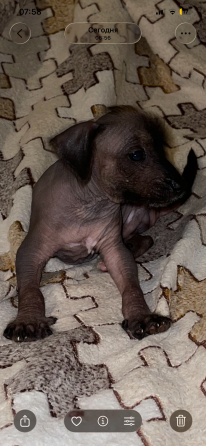 Китайская хохлатая мальчики Донецк