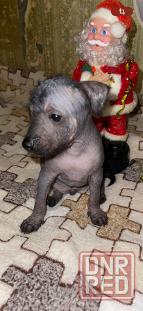 Китайская хохлатая мальчики Донецк - изображение 3