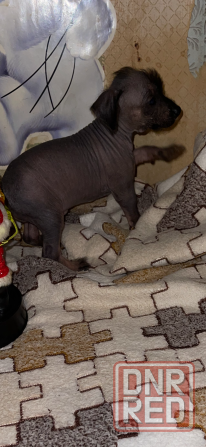 Китайская хохлатая мальчики Донецк - изображение 2