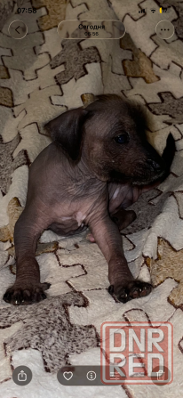 Китайская хохлатая мальчики Донецк - изображение 1