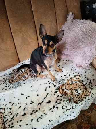 Вязка Той терьер Макеевка