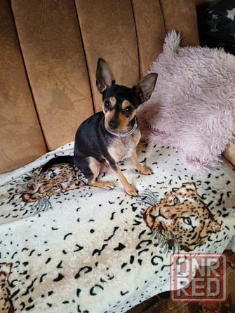 Вязка Той терьер Макеевка - изображение 2