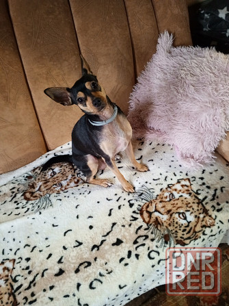 Вязка Той терьер Макеевка - изображение 1