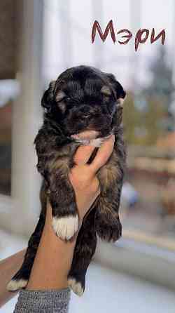 Щенки ищут дом! Донецк