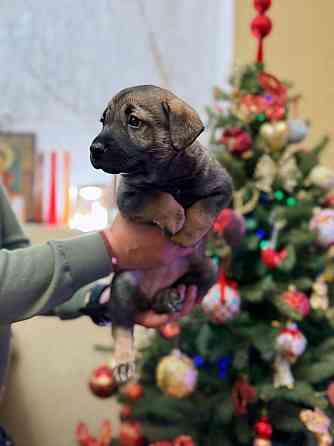 Щенок девочка ищет дом! Донецк